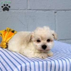 Sadie, Maltese Puppy